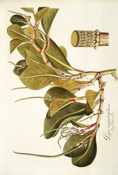 Piper Magnoliaefollum