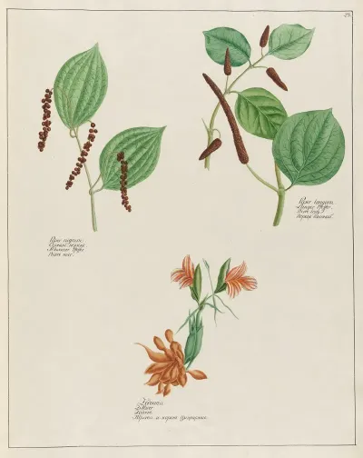 Piper Nigrum And Zedoaria And Piper Longum