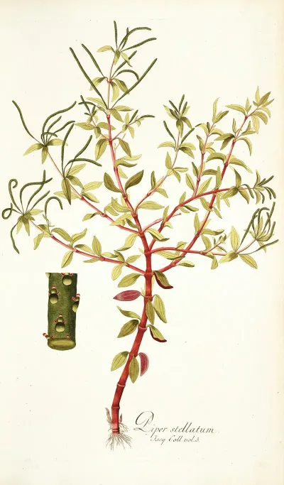 Piper Stellatum