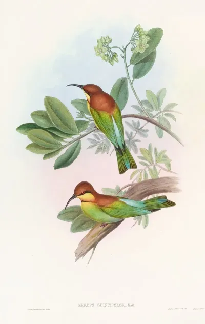 Pirik Bee Eater