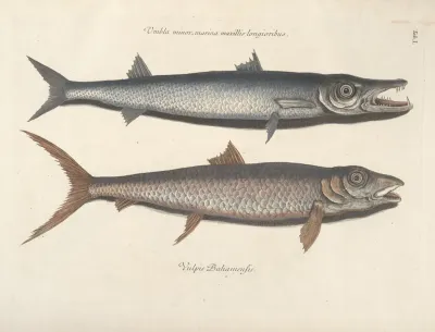 Piscium Serpentum Insectorum Aliorumque Nonnullorum Animalum Nec Non Plantarum Quarundam Imagines Pl 001