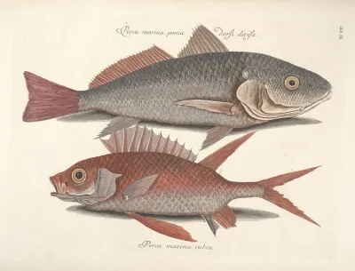 Piscium Serpentum Insectorum Aliorumque Nonnullorum Animalum Nec Non Plantarum Quarundam Imagines Pl 003