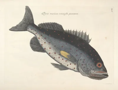 Piscium Serpentum Insectorum Aliorumque Nonnullorum Animalum Nec Non Plantarum Quarundam Imagines Pl 005