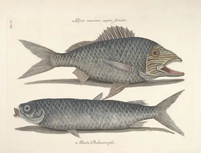 Piscium Serpentum Insectorum Aliorumque Nonnullorum Animalum Nec Non Plantarum Quarundam Imagines Pl 006
