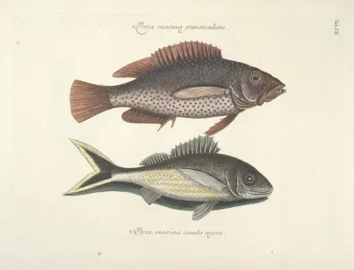 Piscium Serpentum Insectorum Aliorumque Nonnullorum Animalum Nec Non Plantarum Quarundam Imagines Pl 007