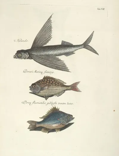 Piscium Serpentum Insectorum Aliorumque Nonnullorum Animalum Nec Non Plantarum Quarundam Imagines Pl 008