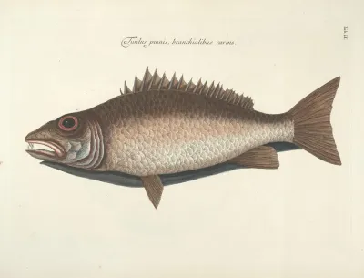 Piscium Serpentum Insectorum Aliorumque Nonnullorum Animalum Nec Non Plantarum Quarundam Imagines Pl 009