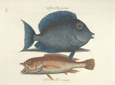 Piscium Serpentum Insectorum Aliorumque Nonnullorum Animalum Nec Non Plantarum Quarundam Imagines Pl 010