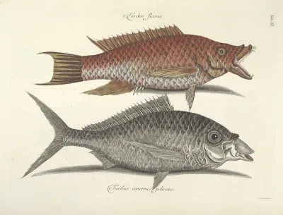 Piscium Serpentum Insectorum Aliorumque Nonnullorum Animalum Nec Non Plantarum Quarundam Imagines Pl 011