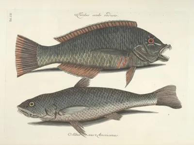 Piscium Serpentum Insectorum Aliorumque Nonnullorum Animalum Nec Non Plantarum Quarundam Imagines Pl 012