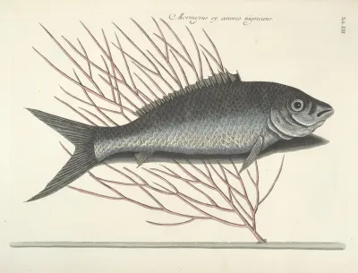 Piscium Serpentum Insectorum Aliorumque Nonnullorum Animalum Nec Non Plantarum Quarundam Imagines Pl 013