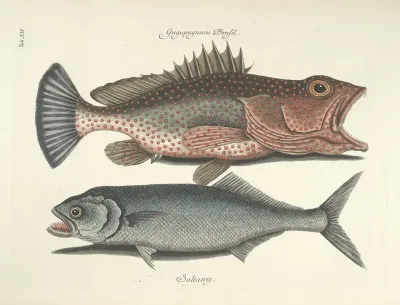 Piscium Serpentum Insectorum Aliorumque Nonnullorum Animalum Nec Non Plantarum Quarundam Imagines Pl 014