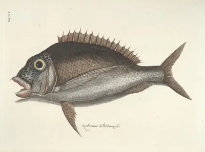 Piscium Serpentum Insectorum Aliorumque Nonnullorum Animalum Nec Non Plantarum Quarundam Imagines Pl 016