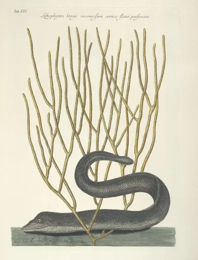 Piscium Serpentum Insectorum Aliorumque Nonnullorum Animalum Nec Non Plantarum Quarundam Imagines Pl 021