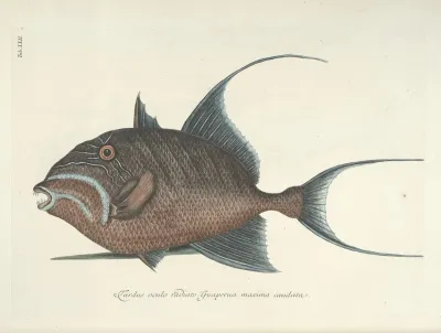 Piscium Serpentum Insectorum Aliorumque Nonnullorum Animalum Nec Non Plantarum Quarundam Imagines Pl 022