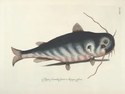 Piscium Serpentum Insectorum Aliorumque Nonnullorum Animalum Nec Non Plantarum Quarundam Imagines Pl 023
