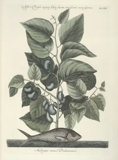 Piscium Serpentum Insectorum Aliorumque Nonnullorum Animalum Nec Non Plantarum Quarundam Imagines Pl 024