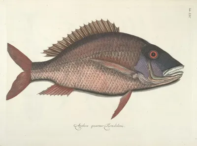 Piscium Serpentum Insectorum Aliorumque Nonnullorum Animalum Nec Non Plantarum Quarundam Imagines Pl 025