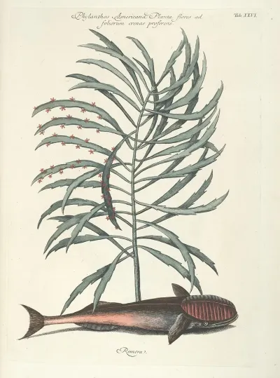 Piscium Serpentum Insectorum Aliorumque Nonnullorum Animalum Nec Non Plantarum Quarundam Imagines Pl 026