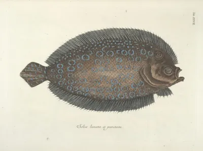 Piscium Serpentum Insectorum Aliorumque Nonnullorum Animalum Nec Non Plantarum Quarundam Imagines Pl 027