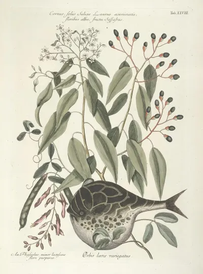 Piscium Serpentum Insectorum Aliorumque Nonnullorum Animalum Nec Non Plantarum Quarundam Imagines Pl 028