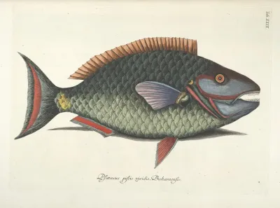 Piscium Serpentum Insectorum Aliorumque Nonnullorum Animalum Nec Non Plantarum Quarundam Imagines Pl 029
