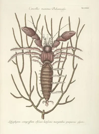 Piscium Serpentum Insectorum Aliorumque Nonnullorum Animalum Nec Non Plantarum Quarundam Imagines Pl 034