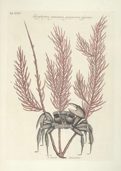 Piscium Serpentum Insectorum Aliorumque Nonnullorum Animalum Nec Non Plantarum Quarundam Imagines Pl 035