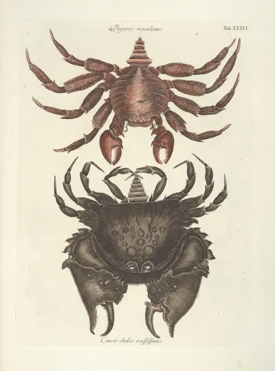 Piscium Serpentum Insectorum Aliorumque Nonnullorum Animalum Nec Non Plantarum Quarundam Imagines Pl 036