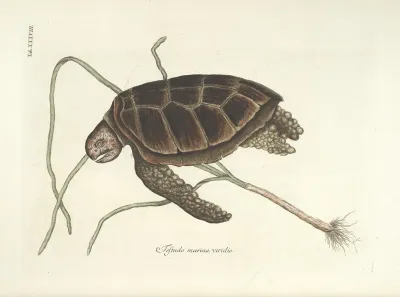 Piscium Serpentum Insectorum Aliorumque Nonnullorum Animalum Nec Non Plantarum Quarundam Imagines Pl 038