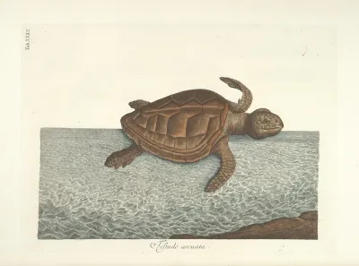 Piscium Serpentum Insectorum Aliorumque Nonnullorum Animalum Nec Non Plantarum Quarundam Imagines Pl 040