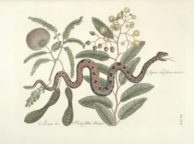 Piscium Serpentum Insectorum Aliorumque Nonnullorum Animalum Nec Non Plantarum Quarundam Imagines Pl 042