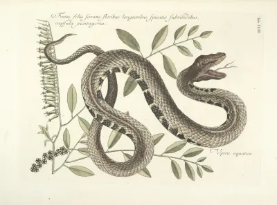 Piscium Serpentum Insectorum Aliorumque Nonnullorum Animalum Nec Non Plantarum Quarundam Imagines Pl 043