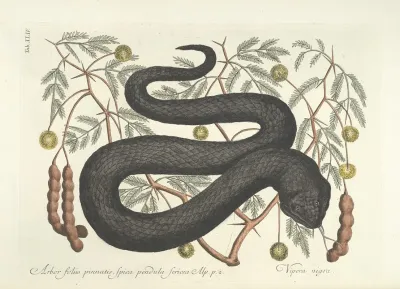 Piscium Serpentum Insectorum Aliorumque Nonnullorum Animalum Nec Non Plantarum Quarundam Imagines Pl 044