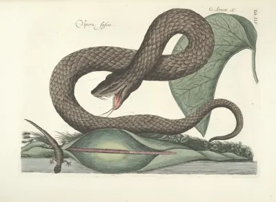 Piscium Serpentum Insectorum Aliorumque Nonnullorum Animalum Nec Non Plantarum Quarundam Imagines Pl 045