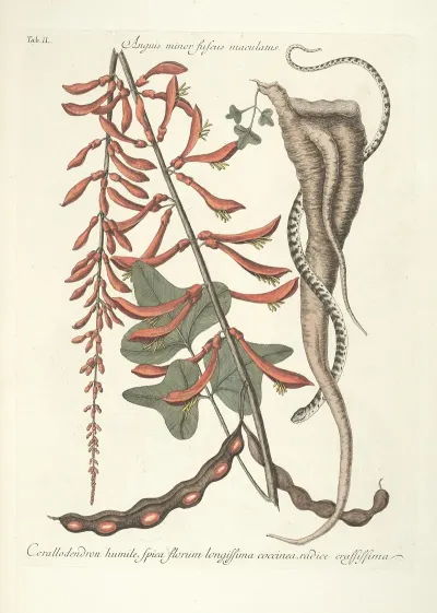 Piscium Serpentum Insectorum Aliorumque Nonnullorum Animalum Nec Non Plantarum Quarundam Imagines Pl 049