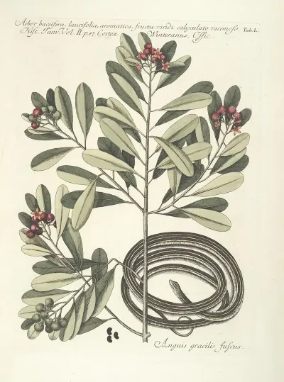 Piscium Serpentum Insectorum Aliorumque Nonnullorum Animalum Nec Non Plantarum Quarundam Imagines Pl 050