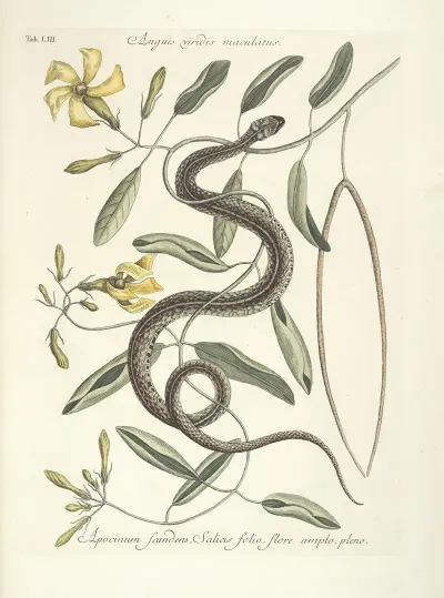 Piscium Serpentum Insectorum Aliorumque Nonnullorum Animalum Nec Non Plantarum Quarundam Imagines Pl 053