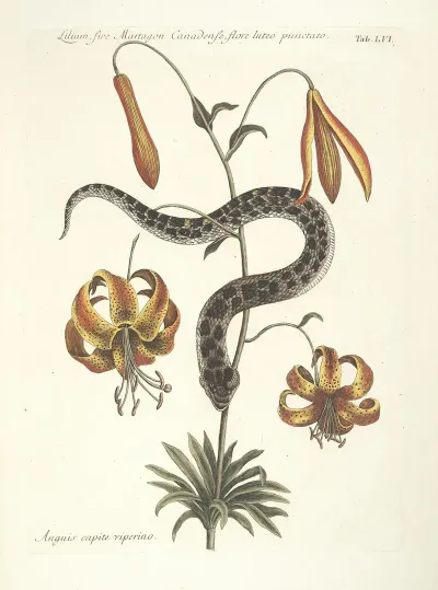Piscium Serpentum Insectorum Aliorumque Nonnullorum Animalum Nec Non Plantarum Quarundam Imagines Pl 056