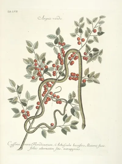 Piscium Serpentum Insectorum Aliorumque Nonnullorum Animalum Nec Non Plantarum Quarundam Imagines Pl 057