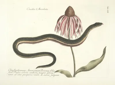 Piscium Serpentum Insectorum Aliorumque Nonnullorum Animalum Nec Non Plantarum Quarundam Imagines Pl 059
