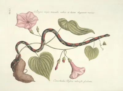 Piscium Serpentum Insectorum Aliorumque Nonnullorum Animalum Nec Non Plantarum Quarundam Imagines Pl 060