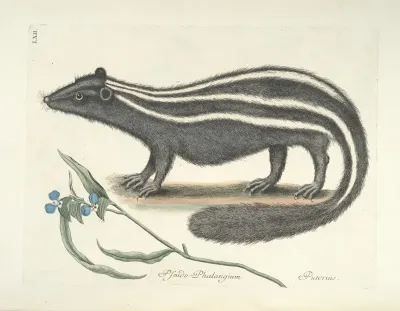 Piscium Serpentum Insectorum Aliorumque Nonnullorum Animalum Nec Non Plantarum Quarundam Imagines Pl 062