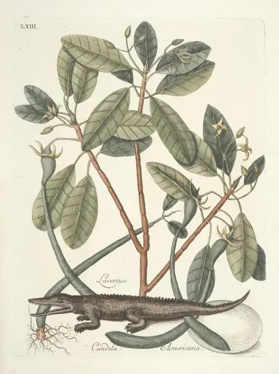 Piscium Serpentum Insectorum Aliorumque Nonnullorum Animalum Nec Non Plantarum Quarundam Imagines Pl 063