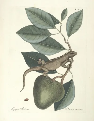 Piscium Serpentum Insectorum Aliorumque Nonnullorum Animalum Nec Non Plantarum Quarundam Imagines Pl 064