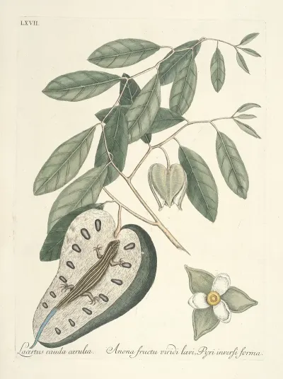 Piscium Serpentum Insectorum Aliorumque Nonnullorum Animalum Nec Non Plantarum Quarundam Imagines Pl 067