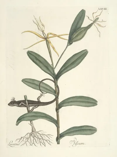 Piscium Serpentum Insectorum Aliorumque Nonnullorum Animalum Nec Non Plantarum Quarundam Imagines Pl 068