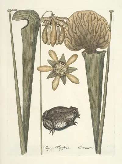 Piscium Serpentum Insectorum Aliorumque Nonnullorum Animalum Nec Non Plantarum Quarundam Imagines Pl 069