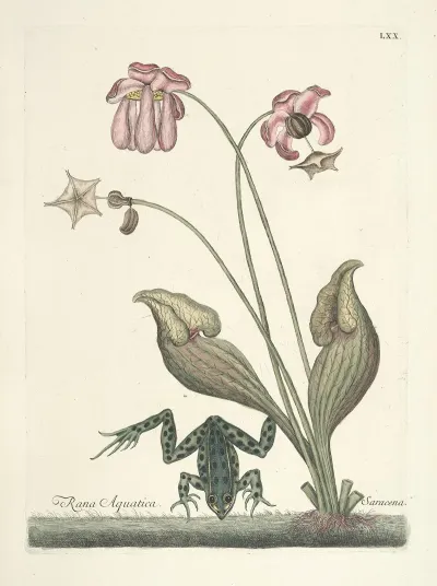 Piscium Serpentum Insectorum Aliorumque Nonnullorum Animalum Nec Non Plantarum Quarundam Imagines Pl 070