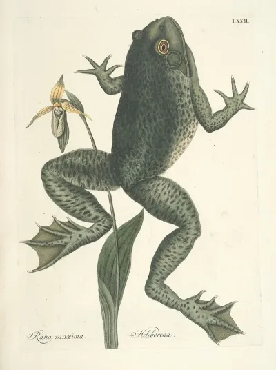 Piscium Serpentum Insectorum Aliorumque Nonnullorum Animalum Nec Non Plantarum Quarundam Imagines Pl 072